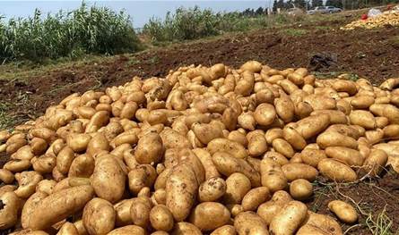 مزارعو البطاطا في عكار: لانقاذ مواسمنا الزراعية