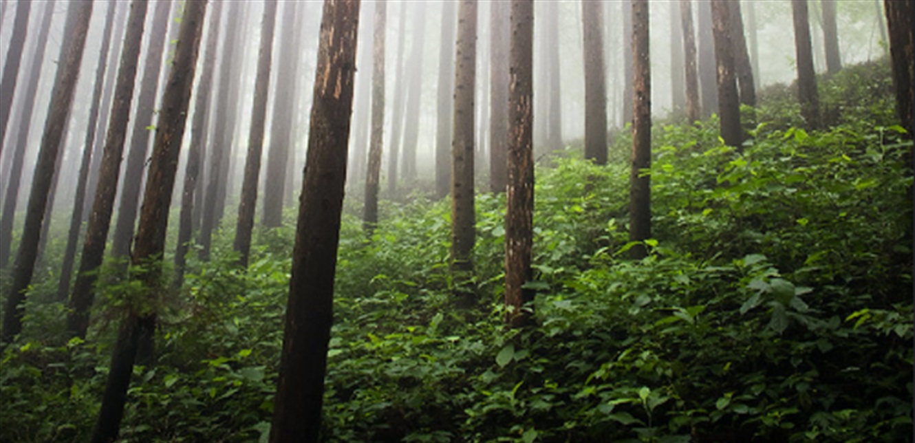 Дыхание леса. Breath of the Forest.