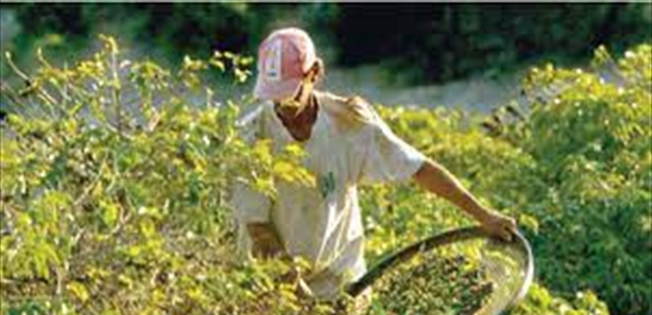 Significant decline in coffee reserves in Brazil