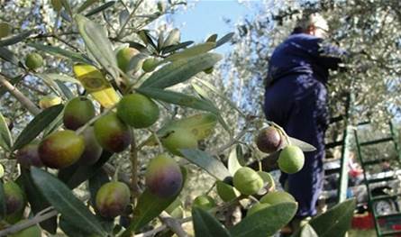 الزراعة في لبنان عندما &quot;كان غير شكل الزيتون&quot;...